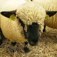 奶羊场养殖管理系统